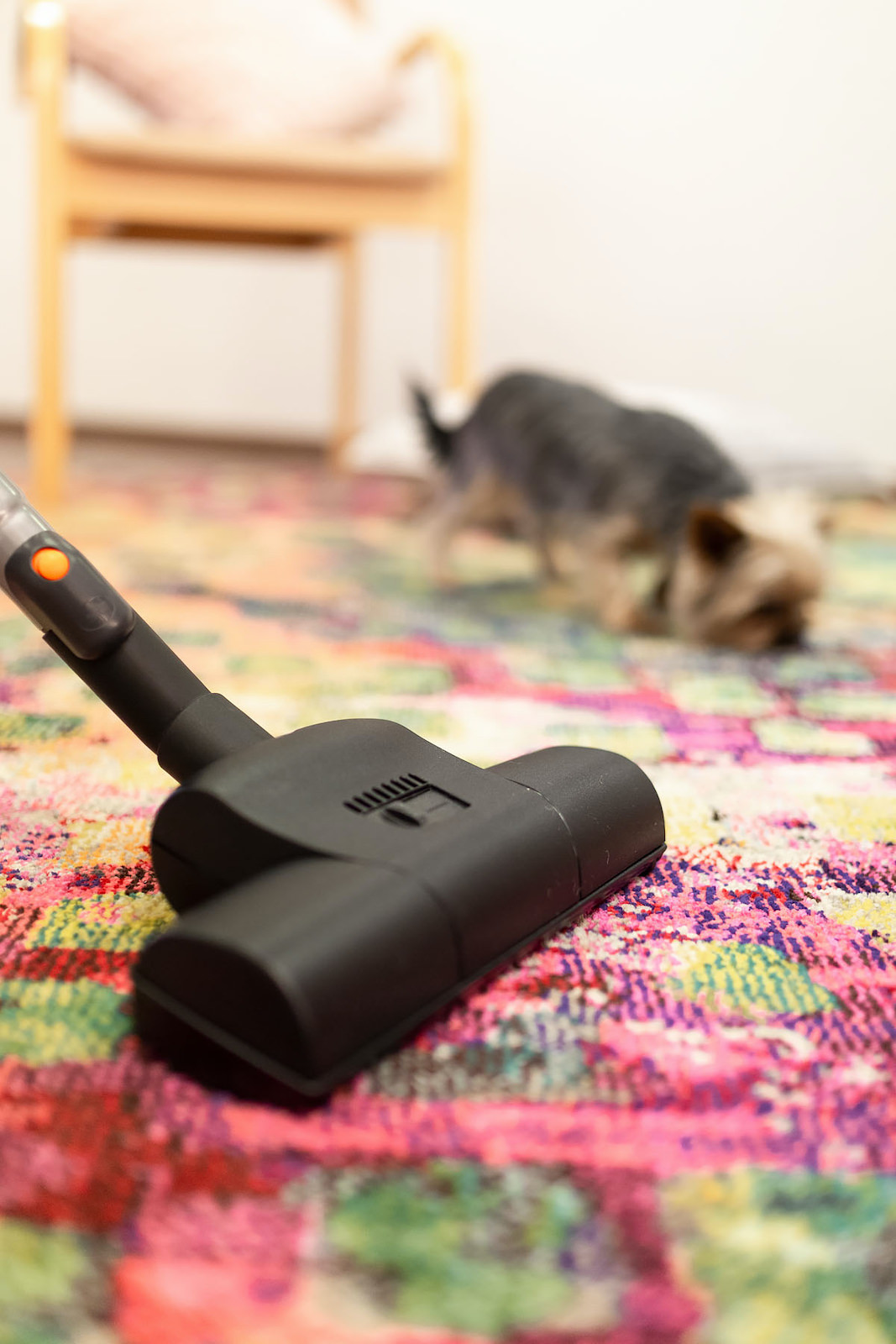 allaway-Teppichklopfbuerste-80717-mit-hund